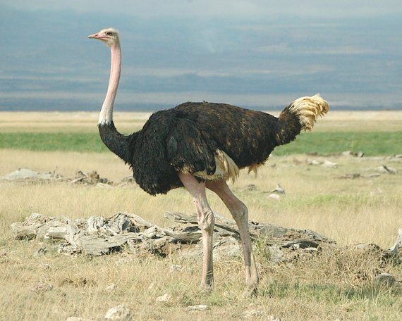 ostrich