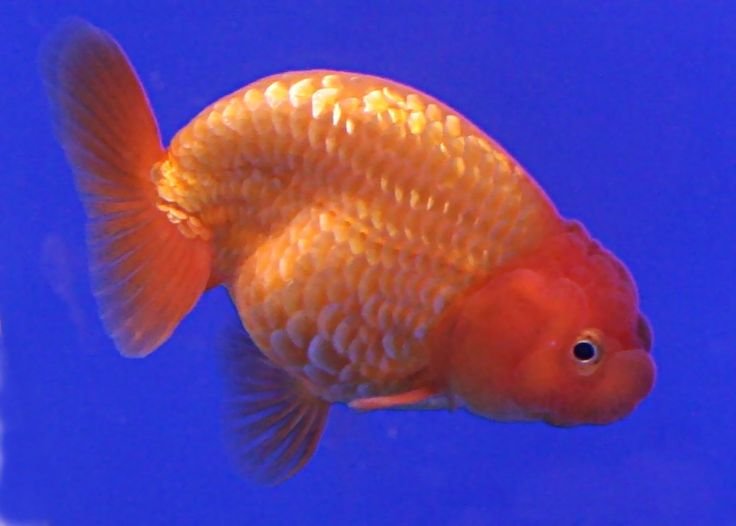 pregnant-goldfish