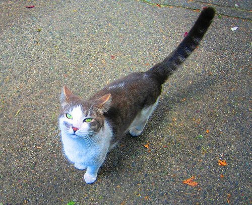 A cat’s tail is both a play toy and a torment to that big lop