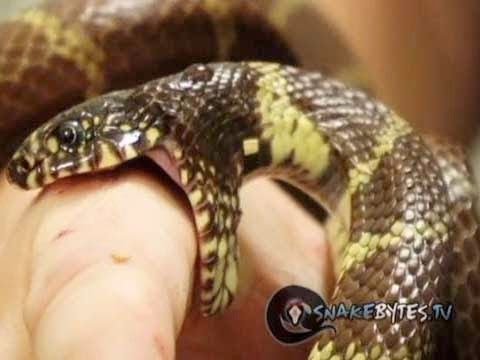 5 Proven Home Remedies for Snake Bites