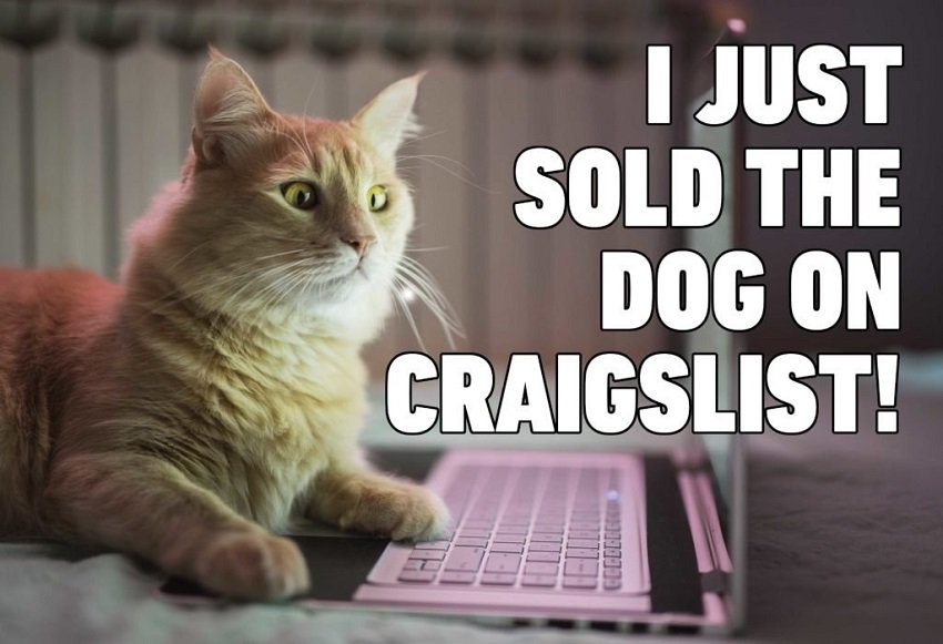 Best Funniest Cat Memes That Are So Hilarious (2020 Updated)