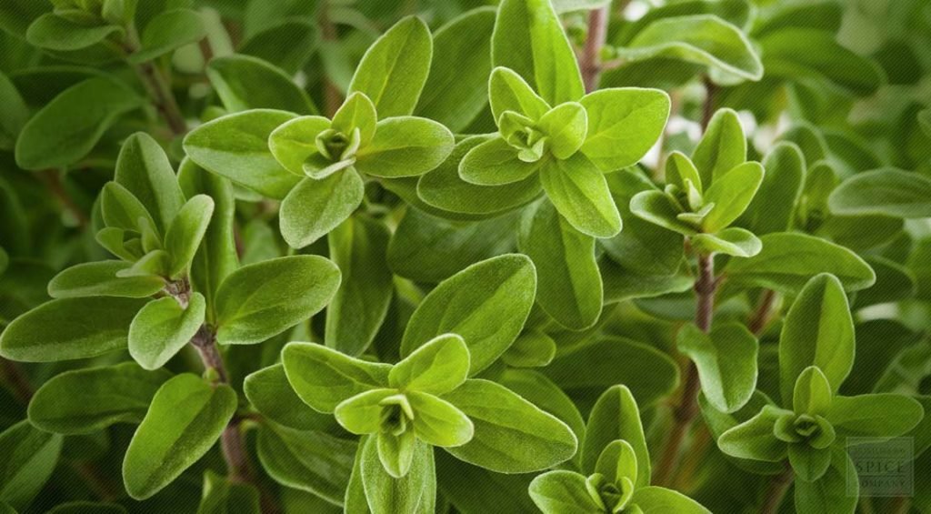 Marjoram herb