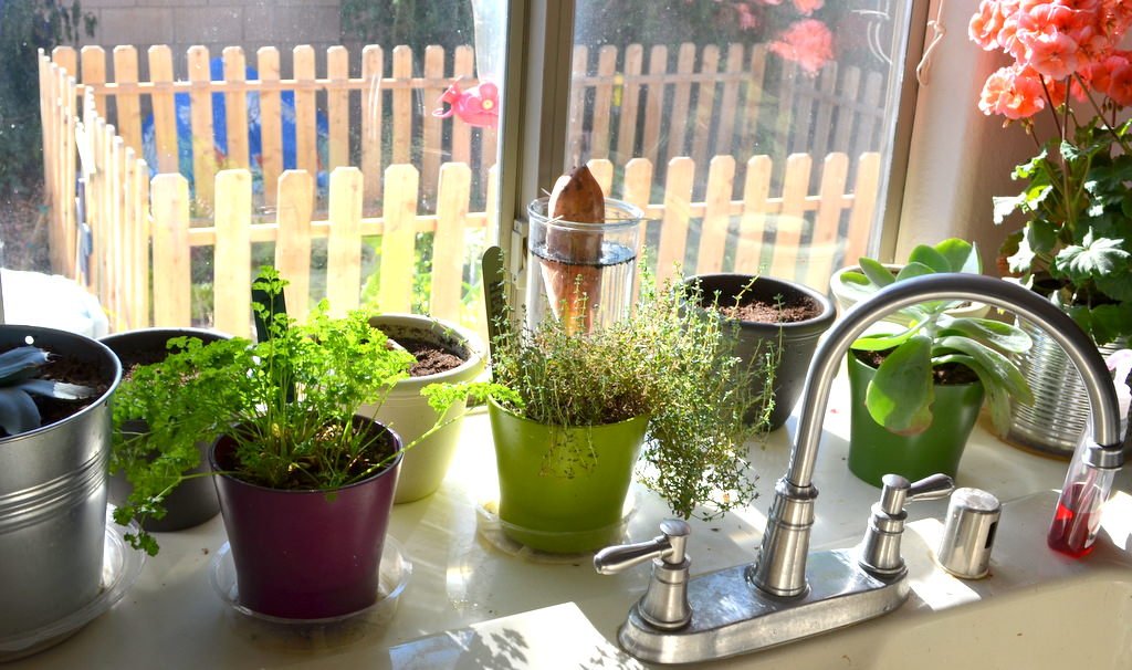 Know about top 10 Herbs Plants to grow in Kitchen and Indoor