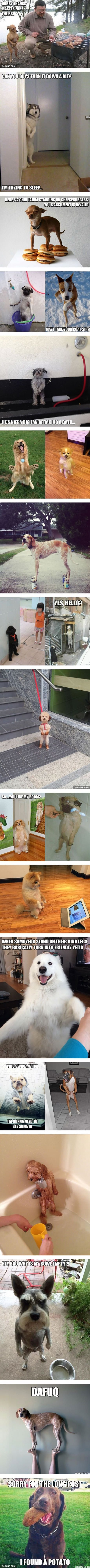 Funny Dog Memes