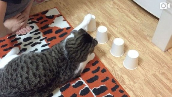 Watch: Cute Cat Shows Off Incredible Skills With Cup-and-Ball Game is storming the internet Watch: