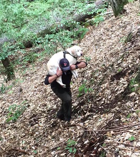 Man rescues blind dog lost in woods for 8 days, then turns down reward