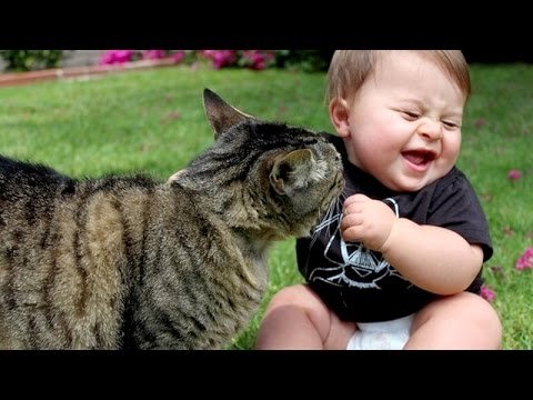 Watch Funny Babies & Cat Compilation Videos Where Babies Annoying Cats