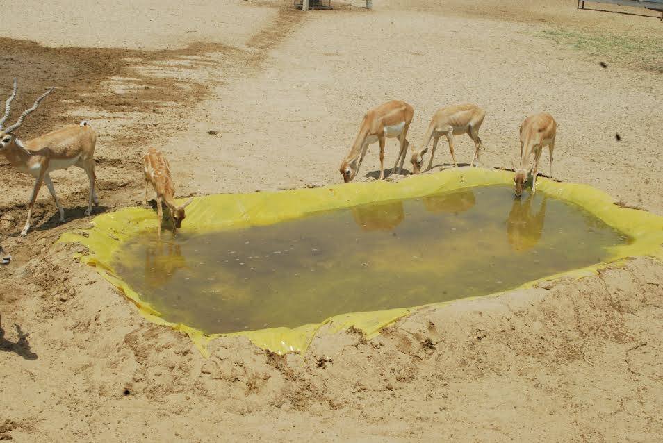 Rajasthan Farmers Fill Troughs Of Water To Quench Thirst of Deer