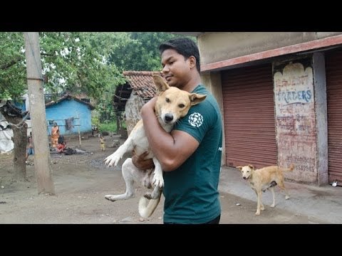Watch Heart Rending Video Of Emaciated Dog Being Rescued Who Was on brink of Death