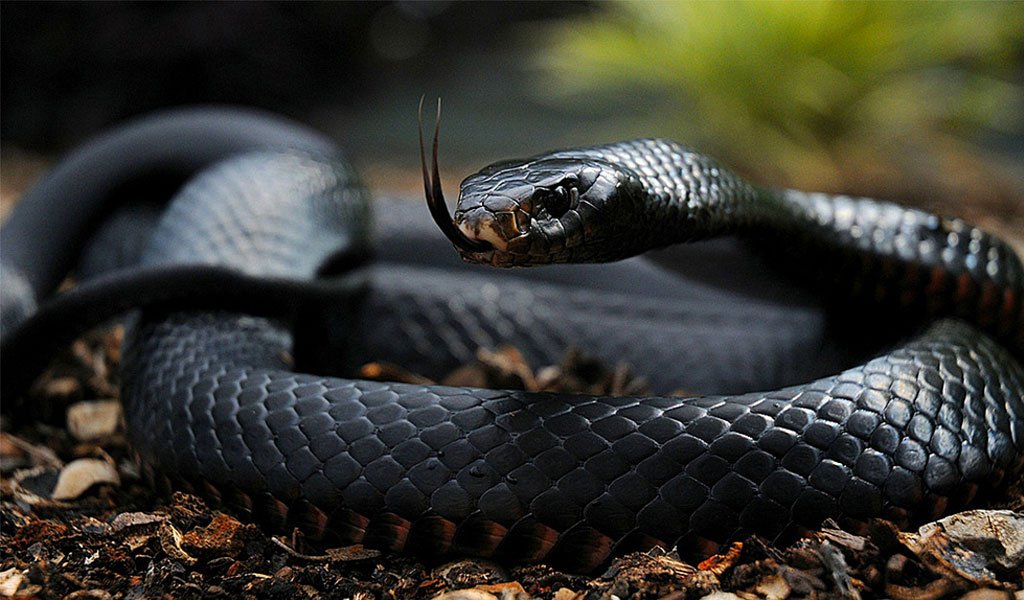 King Cobra VS Black Mambas Find Out  Who is more venomous and Dangerous In This Article