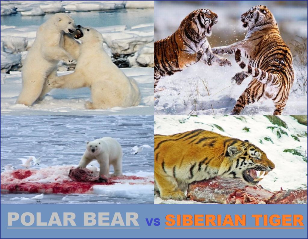 polar bear vs siberian tiger who would win