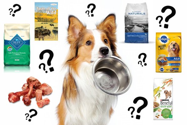 what-is-the-best-dog-food-feature