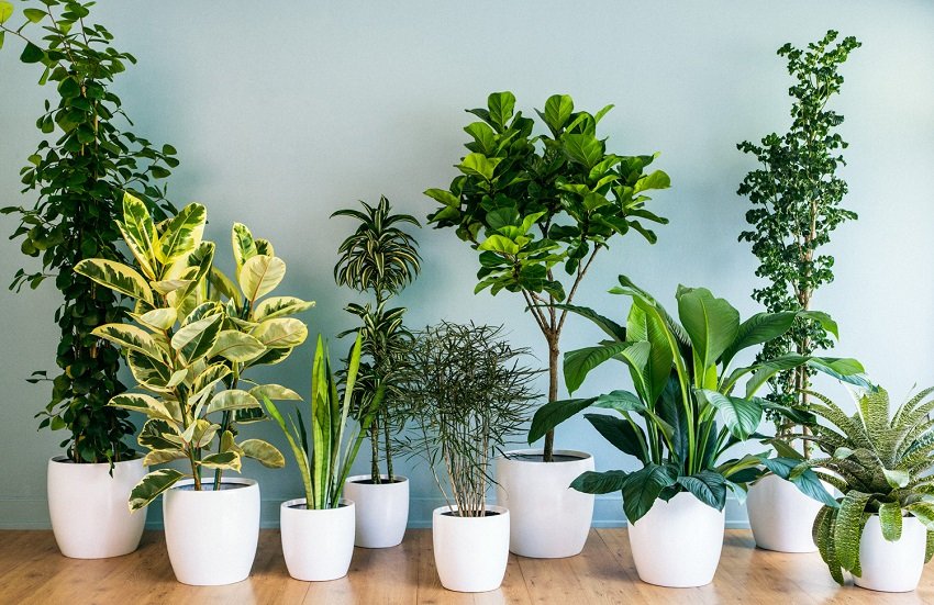 Top 10 Indoor Air Purifying Plants that will Keep Your Mind Fresh