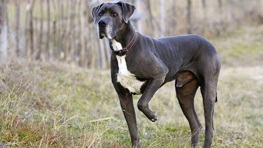 Great Dane